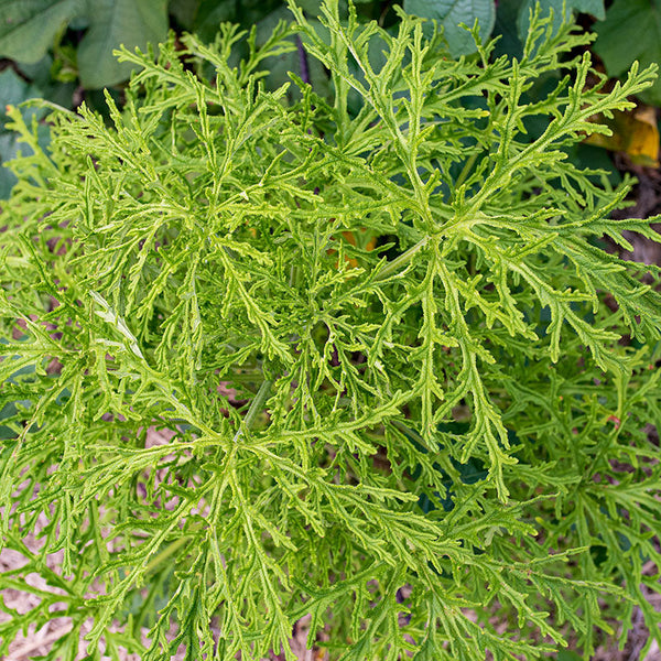 citrosa geranium plant Scented Geranium 'Skeleton Rose' plants