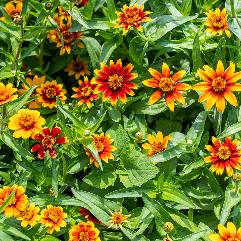 Zinnia 'Old Mexico'