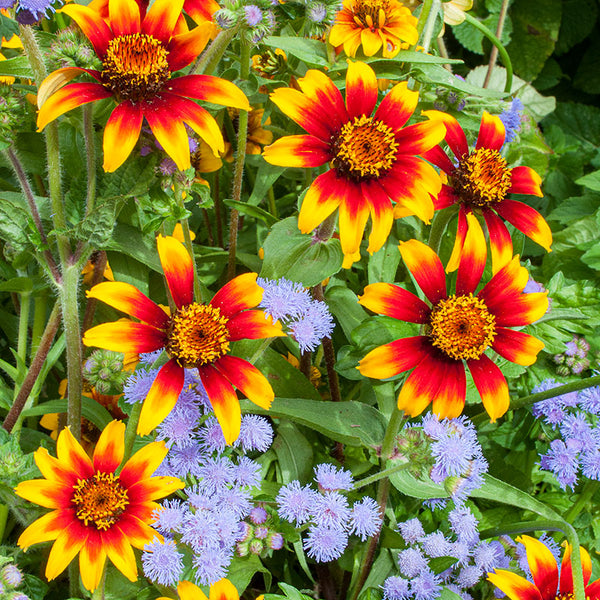 メキシコ産　モデスタキンイロコガネ　35mm Zinnia 'Old Mexico' seeds