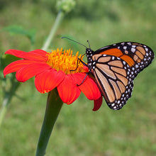 Sunflower - Mexican 'Torch'