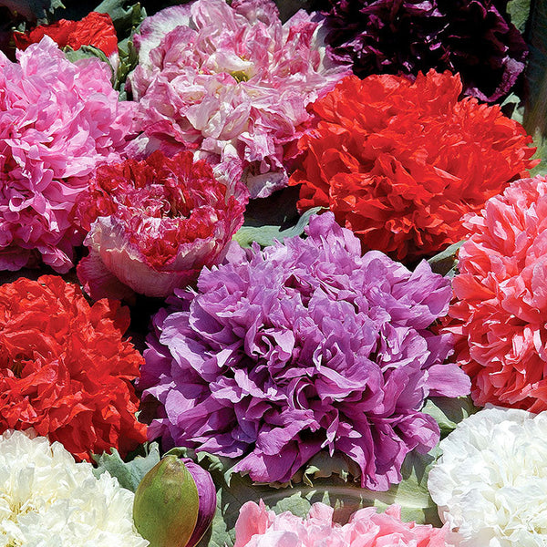 peony flower seeds Poppy