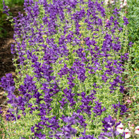 
    



Salvia - Annual Clary 'Blue'
