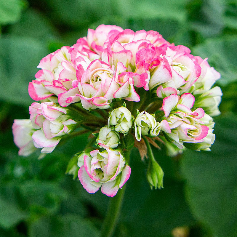 Geranium 'Appleblossom Rosebud' plants