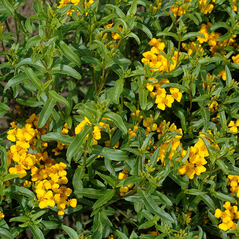 Marigold 'Sweet Mace' Organic