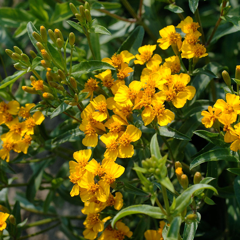 Marigold 'Sweet Mace' Organic