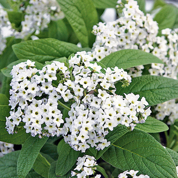 planting heliotrope seeds Heliotrope 'White' plants