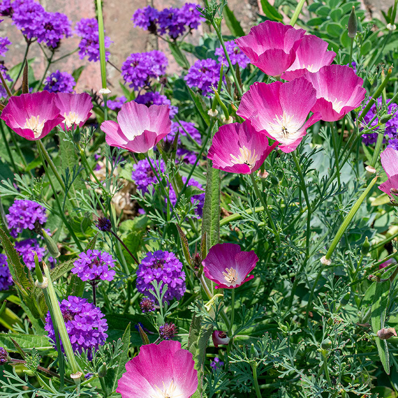 California Poppy 'Purple Gleam'