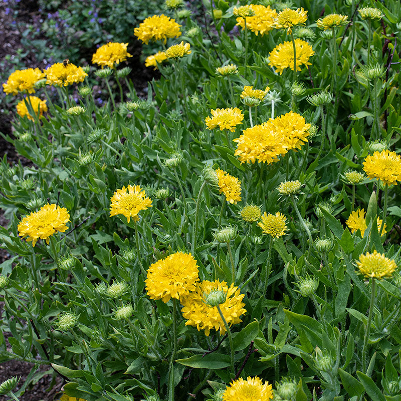 Yellow blanket flower deals