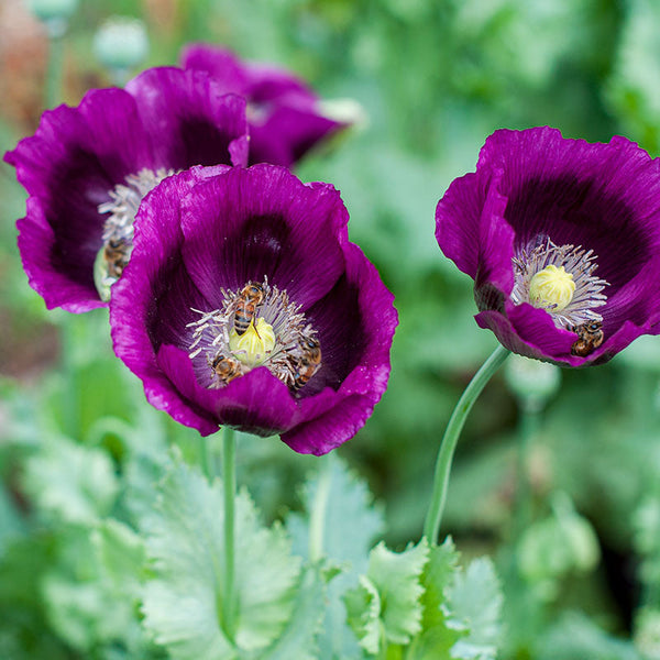 Poppy 'Lauren's Grape'