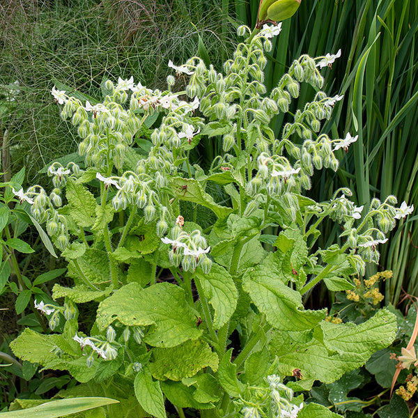 White Borage seeds