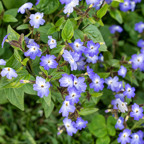 Browallia 'Blue Lady' seeds - Browallia americana