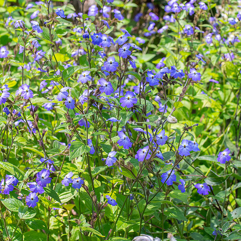 ladies plant Browallia 'Blue Lady' seeds