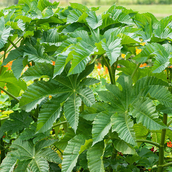 castor seed plant Castor Oil Bean 'Zanzibarensis Mix'