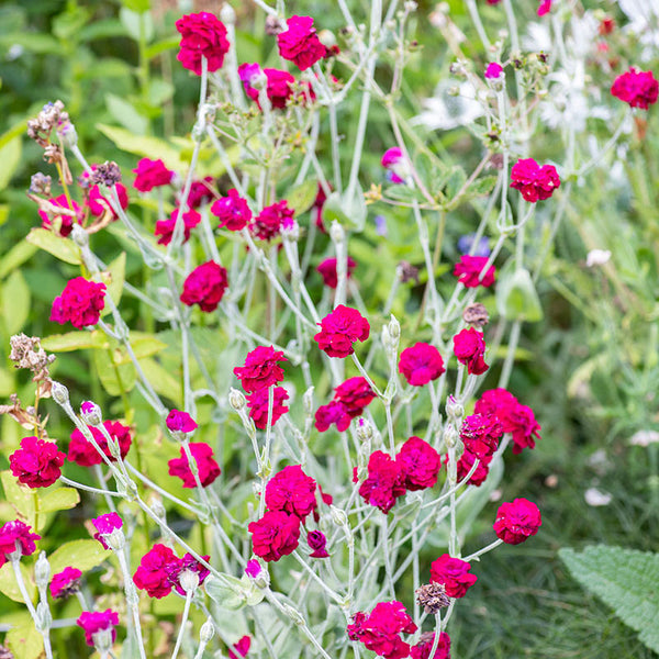 
    



Rose Campion 'Gardener's World' 
