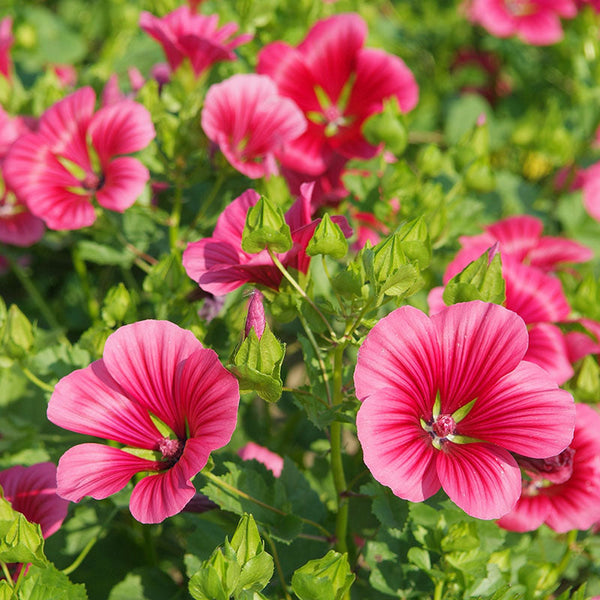 
    



Malope 'Vulcan'
