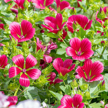 Malope 'Vulcan'