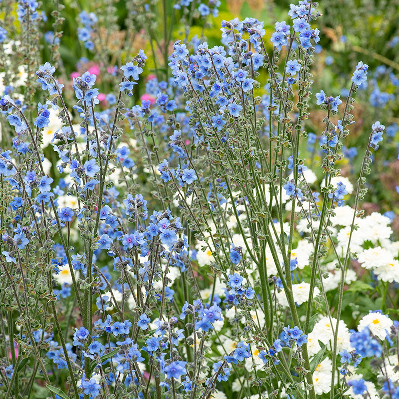 Growing The Beautiful Chinese Forget Me Not - Celtic Roots Farm