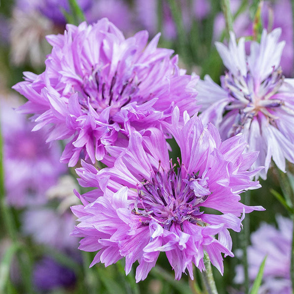 corn flower seeds Cornflower 'Lady Mauve' seeds