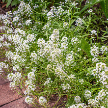 Sweet Alyssum 'Benthamii'