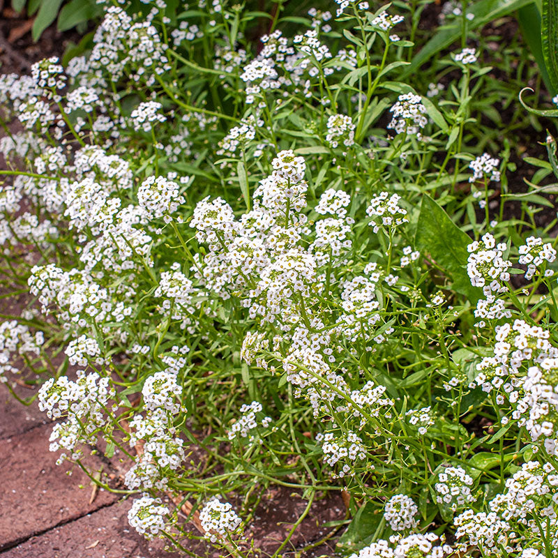 Sweet Alyssum 'Benthamii'