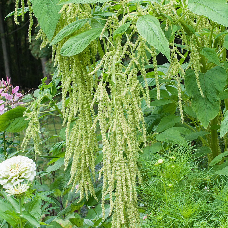 Amaranth 'Green Tails'