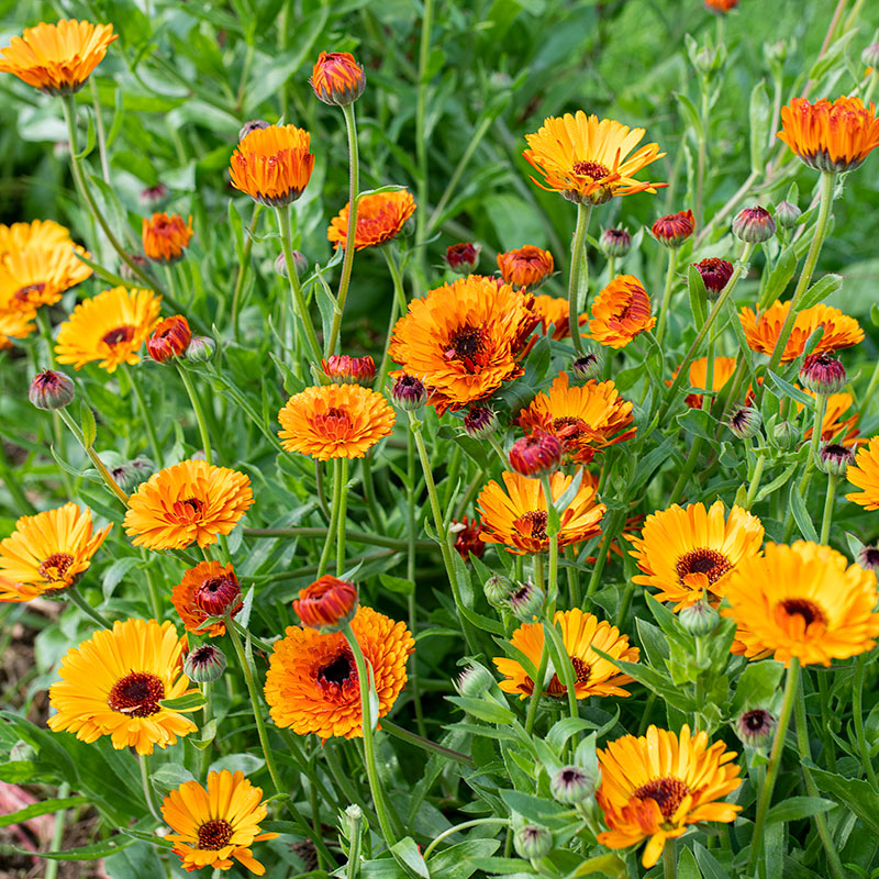 Calendula 'Indian Prince' seeds - Calendula officinalis