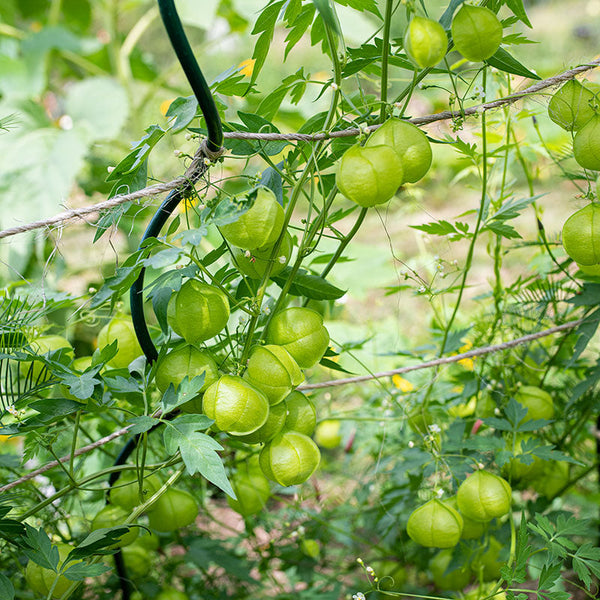 helium plant seeds Love-in-a-puff seeds