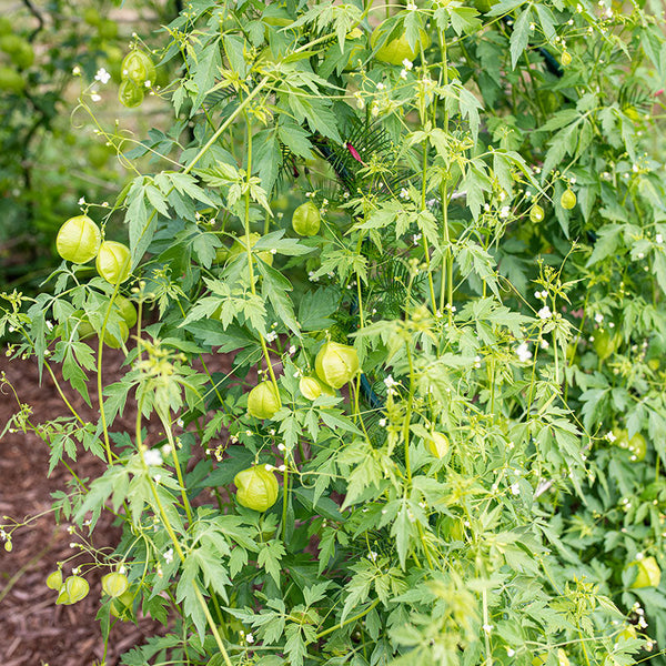 helium plant seeds Love-in-a-puff seeds