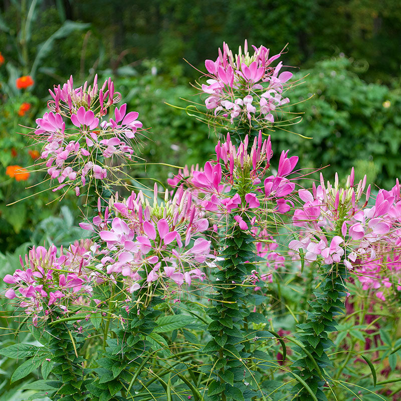 Cleome 'Rose Queen' seeds - Cleome hassleriana