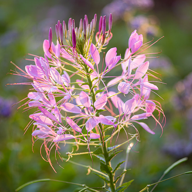 queen spider plant Cleome 'Rose Queen'