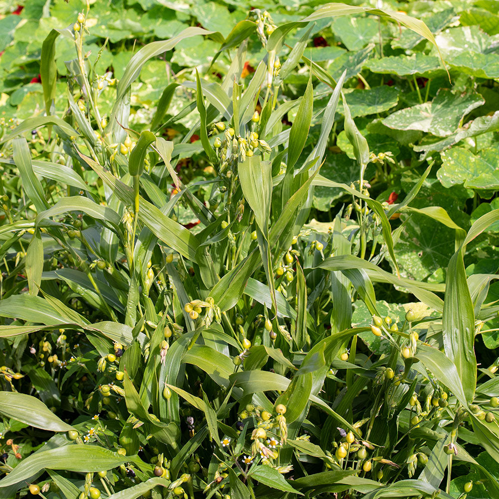 coix seed plant Job's Tears
