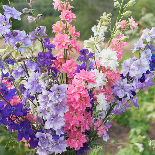 blue spur flower seeds for sale Larkspur 'Giant Imperial'