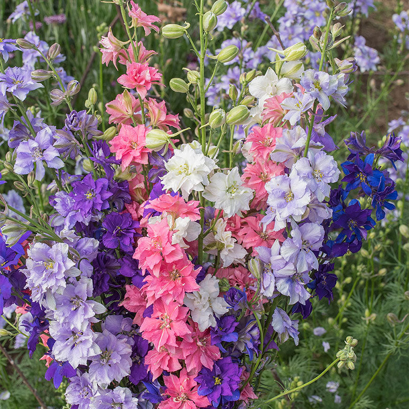 Larkspur 'Giant Imperial' seeds - Consolida ajacis