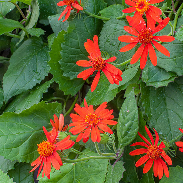 
    



Mexican Flame Vine 'Sao Paulo' 
