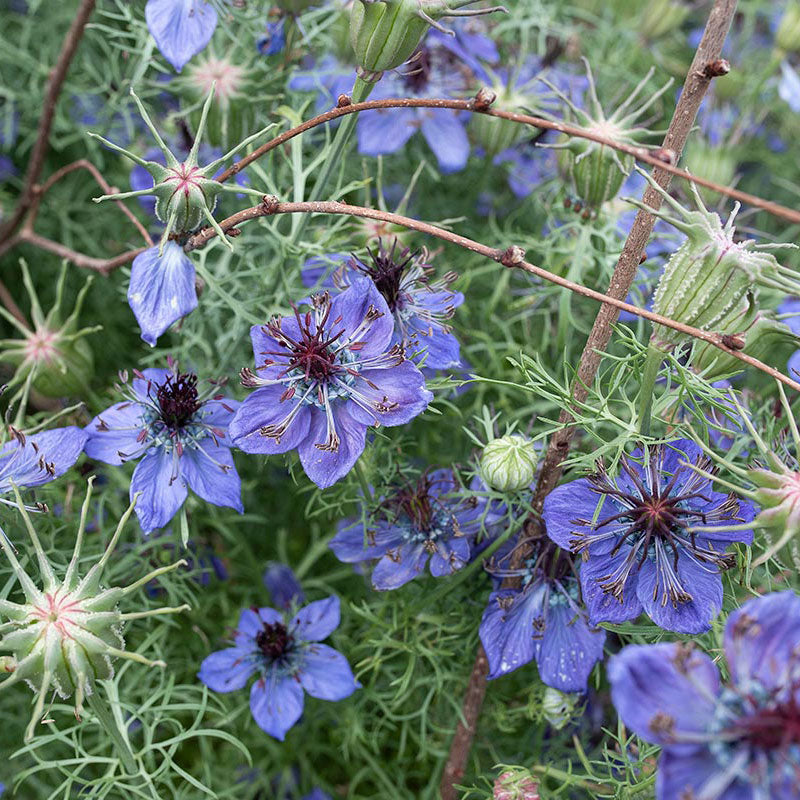 love in mist flower seeds Love-in-a-Mist 'Midnight'
