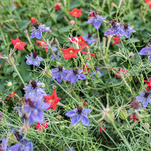 Love-in-a-Mist 'Midnight'