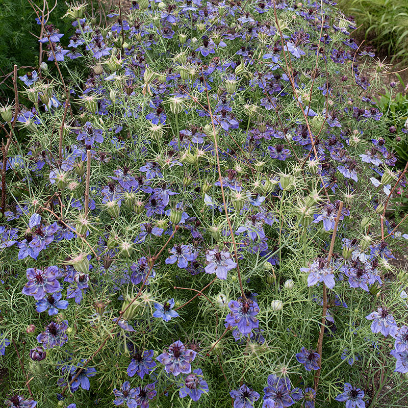 planting love in a mist seeds Love-in-a-Mist 'Midnight' seeds