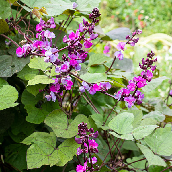 planting purple hyacinth bean seeds Hyacinth Bean 'Ruby Moon'