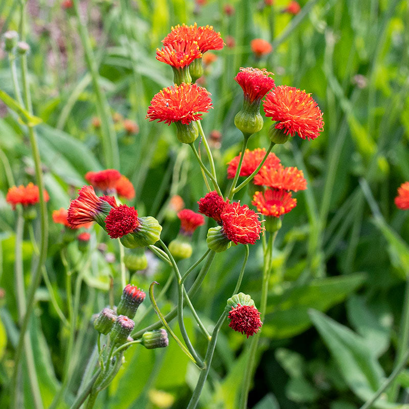 Tassel Flower