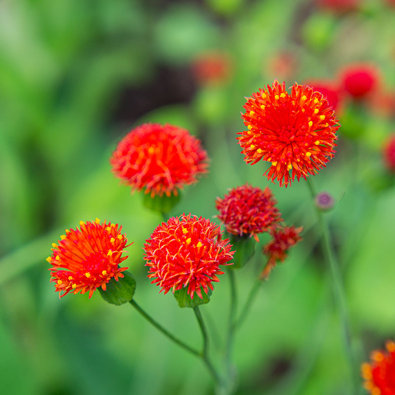 irish poet tassel flower seeds Tassel Flower