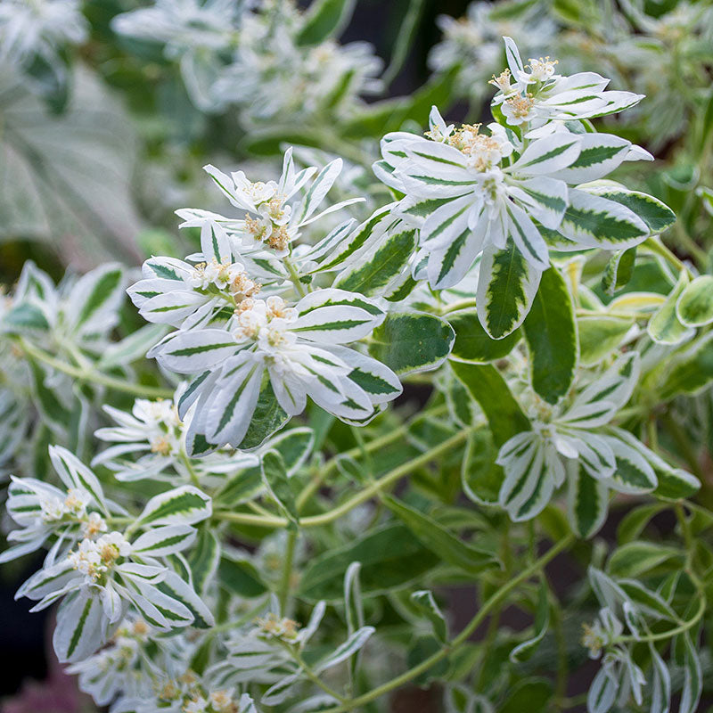 snow on the mountain flower seeds Snow on the Mountain