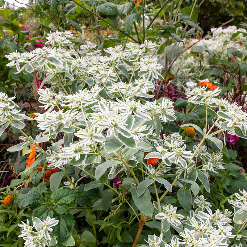 snow on the mountain plant seeds Snow on the Mountain