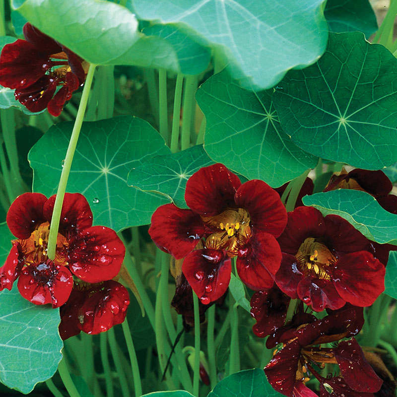 black velvet flower seeds Nasturtium 'Black Velvet'