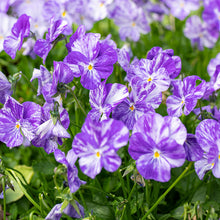 Viola 'Columbine' - S1