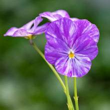 Viola 'Columbine' - S1