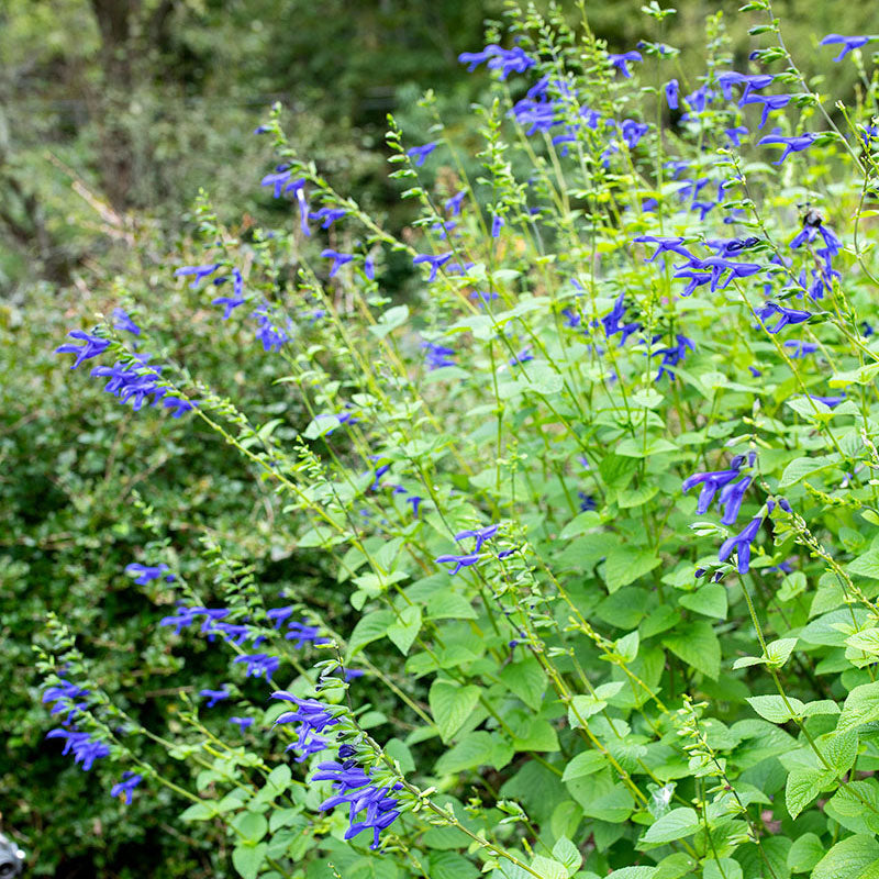 Salvia 'Blue Brazilian Sage' - S1