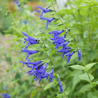 
    



Salvia 'Blue Brazilian Sage' 
