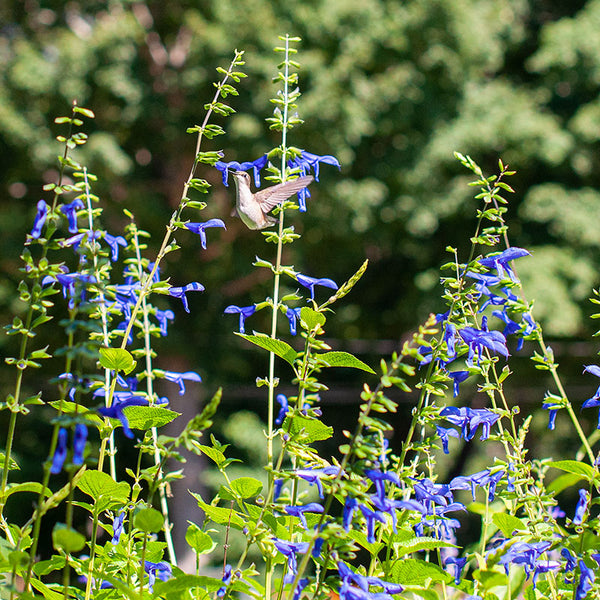 Salvia 'Blue Brazilian Sage' plants - Salvia guaranitica