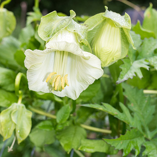 cup and saucer plant Cup and Saucer Vine 'Alba' seeds