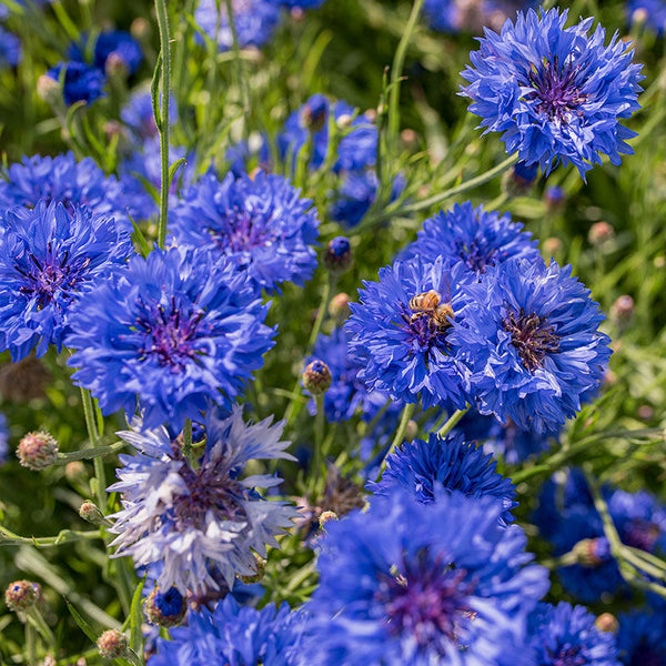 Cornflower 'Jubilee Gem'